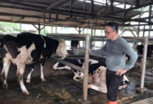 Kadispertan Banten, Agus Tauchid monitoring penyakit mulut dan kuku di petertanakan sapi. Foto: Dispertan Banten