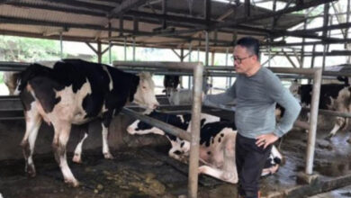 Kadispertan Banten, Agus Tauchid monitoring penyakit mulut dan kuku di petertanakan sapi. Foto: Dispertan Banten