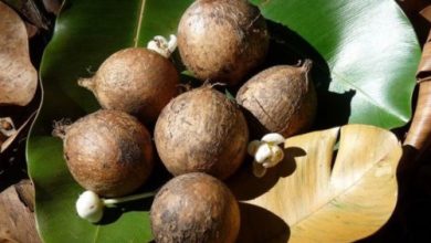 Biji Tamanu, bahan alami untuk atasi eksim. Foto: Antara