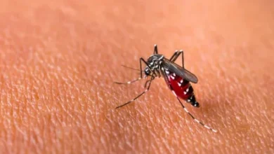 Nyamuk Aedes Aigypti. Foto: Istimewa