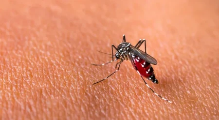 Nyamuk Aedes Aigypti. Foto: Istimewa