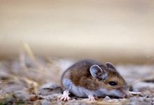 Hantavirus