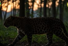 Macan tutul di kawasan TNGHS. Foto Web Balai TNGHS