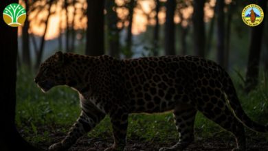 Macan tutul di kawasan TNGHS. Foto Web Balai TNGHS