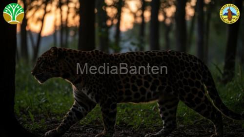 Macan tutul di kawasan TNGHS. Foto Web Balai TNGHS