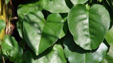 Manfaat Daun Binahong