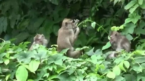 Ilustrasi kawanan monyet. Foto: Istimewa