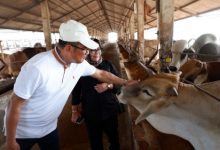 Peteranakan terinegrasi di Balajara, Kabupaten Tangerang. Foto: Mahir Communication