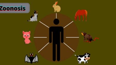 penyakit zoonosis