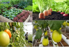 Berbagai komoditas pertanian. Foto: Istimewa