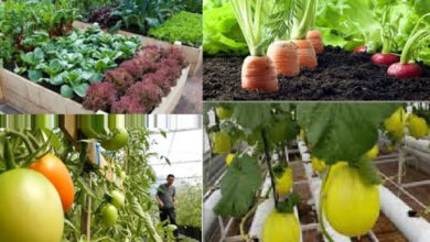 Berbagai komoditas pertanian. Foto: Istimewa