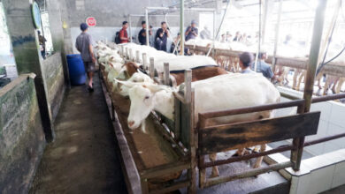 Peternakan kambing milik Didik di Sleman, Yogyakarta. foto: Istimewa