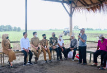 Presiden Jokowi di Kebun Tebu. Foto: BPMI Satpres / Laily Rachev