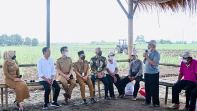 Presiden Jokowi di Kebun Tebu. Foto: BPMI Satpres / Laily Rachev