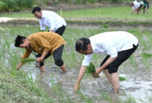 Presiden RI tanam padi di sawah di Tuban. Foto: BPMI SatPres RI