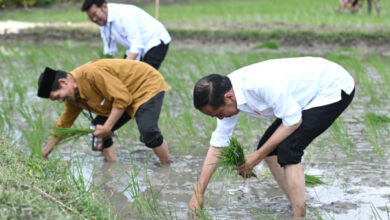 Presiden RI tanam padi di sawah di Tuban. Foto: BPMI SatPres RI