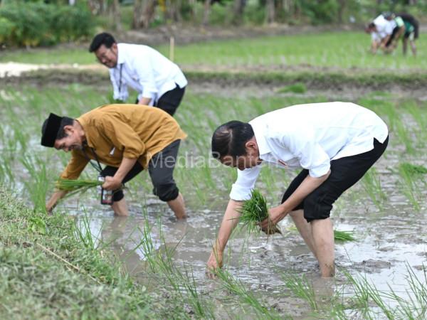 Presiden RI tanam padi di sawah di Tuban. Foto: BPMI SatPres RI
