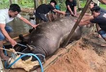 Sapi kurban Prabowo