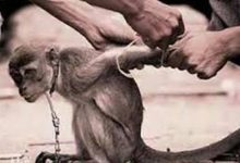 Ilustrasi penganiayaan tehradap monyet. Foto Antara