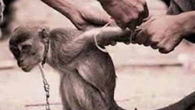 Ilustrasi penganiayaan tehradap monyet. Foto Antara