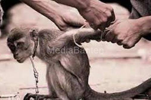 Ilustrasi penganiayaan tehradap monyet. Foto Antara