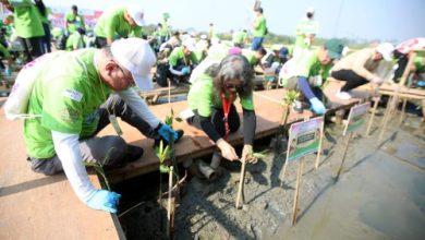 Penanaman bibit bakau di pesisir pantai Kabupaten Tangerang. Foto: Antara