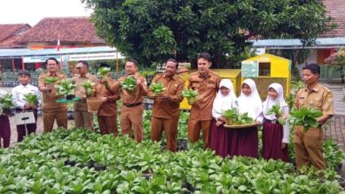 Wakil Walikota Serang, Nur Agis Aulia panen hasil urban farming di SDN Banjarsari. Foto: Antara