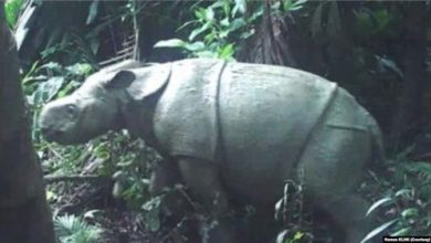 Anak Badak Jawa Baru terekam kamera jebakan. Foto: Humas TN Ujung Kulon
