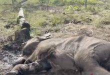 Anak Gajah Sumatera yang sudah membusuk di Balai Taman Nasional Tesso Nillo. Foto Antara