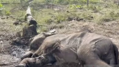 Anak Gajah Sumatera yang sudah membusuk di Balai Taman Nasional Tesso Nillo. Foto Antara