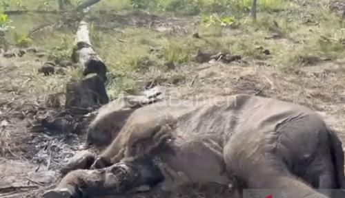 Anak Gajah Sumatera yang sudah membusuk di Balai Taman Nasional Tesso Nillo. Foto Antara
