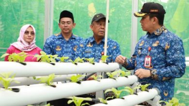 Pj Bupati Tangerang, Andi Oni meninjau pertanian hidroponik. foto: Antara