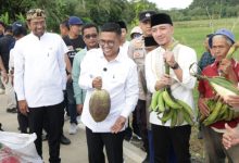 Gubernur Banten, Andra Soni saat meninjau jalan desa Luwuk - Grewel. Foto Biro Adpim Banten