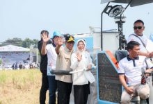 Gubernur Banten, Andra Soni menghadiri panen raya padi organik PS 08. Foto Biro Adpim Banten
