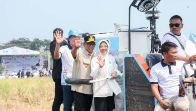 Gubernur Banten, Andra Soni menghadiri panen raya padi organik PS 08. Foto Biro Adpim Banten