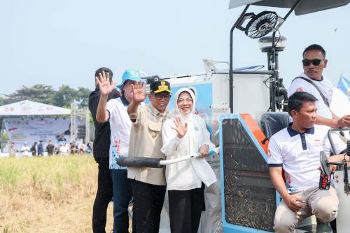 Gubernur Banten, Andra Soni menghadiri panen raya padi organik PS 08. Foto Biro Adpim Banten