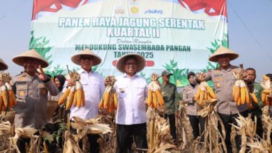 Gubernur Banten, Andra Soni panen serentak secara virtual bersama Presiden RI. Foto: Biro Adpim Pemprov Banten