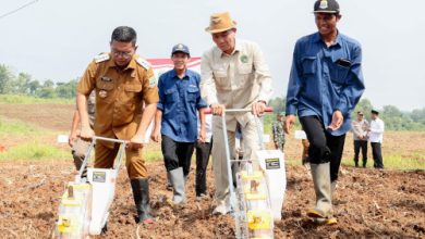 Gubernur Banten, Andra Soni mencanngkan gerakan menanam jagung. Foto Biiro Adpim Banten