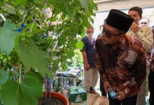 Gubernur Banten, Andra Soni tengah menengok buah anggur yagn dipamerkan. Foto: Biro Adpim Banten