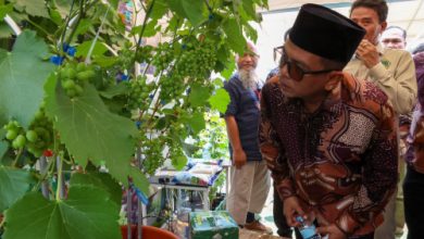Gubernur Banten, Andra Soni tengah menengok buah anggur yagn dipamerkan. Foto: Biro Adpim Banten