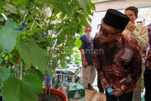 Gubernur Banten, Andra Soni tengah menengok buah anggur yagn dipamerkan. Foto: Biro Adpim Banten