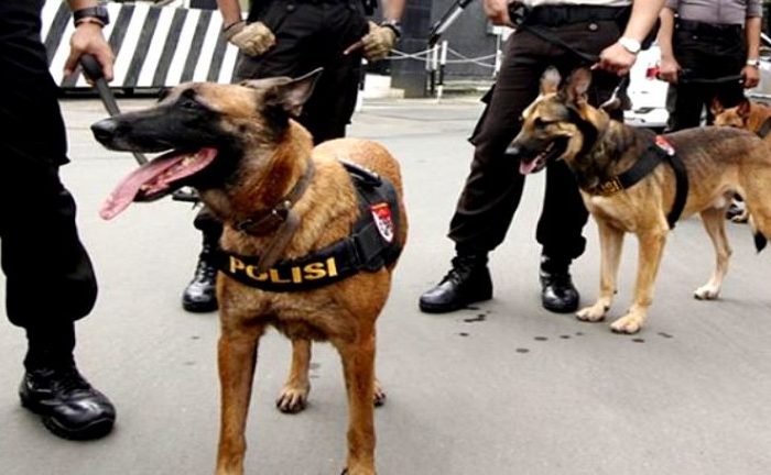 Anjing Dikerahkan Melacak Pelaku Pembunuhan Wanita Baduy