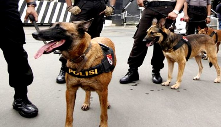 anjing pelacak polisi
