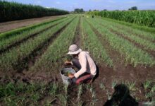 Lahan pertanian bawang. Foto: LKBN Antara