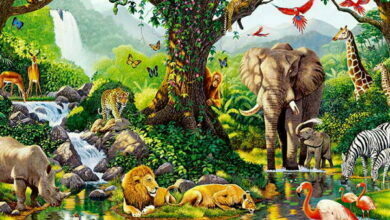 money politik dan kebun binatang