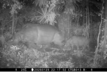 Anakan Badak Jawa terekam di TN Ujung Kulon, Kabupaten Pandeglang. Foto Istimewa / Daeng Yusvin