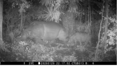 Anakan Badak Jawa terekam di TN Ujung Kulon, Kabupaten Pandeglang. Foto Istimewa / Daeng Yusvin