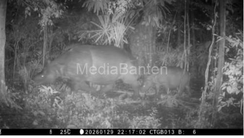 Anakan Badak Jawa terekam di TN Ujung Kulon, Kabupaten Pandeglang. Foto Istimewa / Daeng Yusvin