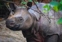 Badak Jawa atau Rhinoceros sondaicus di TN Ujung Kulon. Foto: TN Ujung Kulon