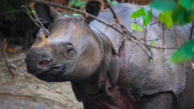 Badak Jawa atau Rhinoceros sondaicus di TN Ujung Kulon. Foto: TN Ujung Kulon